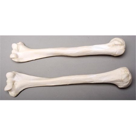 SKELETONS AND MORE Skeletons and More SM374D Humerus Bones  Left and Right SM374D